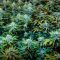 Le cannabis médical légal au Dakota du Sud à partir du 1er juillet