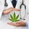 Conditions de sécurisation de l’expérimentation du cannabis médical