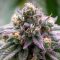 5 breeders à l’origine du cannabis moderne