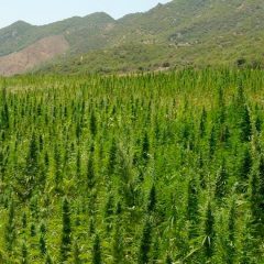 Maroc : la légalisation du cannabis médical officiellement promulguée