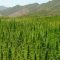 Maroc : la légalisation du cannabis médical officiellement promulguée
