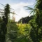Gironde : La Ferme médicale autorisée à écouler son « cannabis bien-être » en France