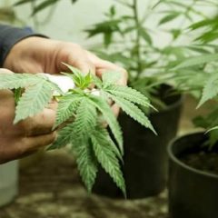 Cultiver son propre cannabis est bientôt légal en Italie