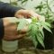 Cultiver son propre cannabis est bientôt légal en Italie