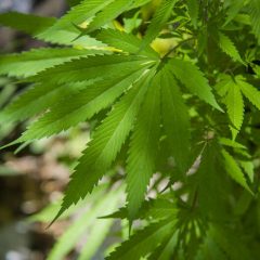 Pour comprendre l’autoculture du cannabis, des scientifiques cherchent des producteurs en herbe