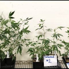 Aux Etats-Unis, une étrange infection menace les plants de cannabis