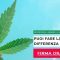 Un référendum pour dépénaliser le cannabis lancé en Italie