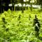 Le cannabis ne sera finalement pas légalisé au Grand-Duché de Luxembourg