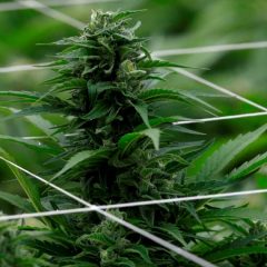 Costa Rica : Le Congrès approuve la légalisation du cannabis médical