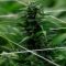 Costa Rica : Le Congrès approuve la légalisation du cannabis médical