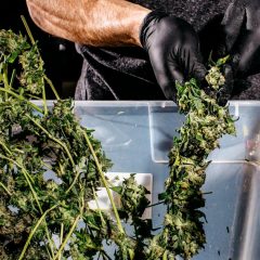 Etude : l’impact de la légalisation du cannabis sur la réduction de la criminalité est sous-estimé