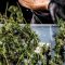 Etude : l’impact de la légalisation du cannabis sur la réduction de la criminalité est sous-estimé