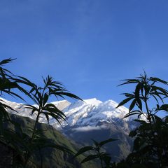Le Népal réfléchit à légaliser le cannabis