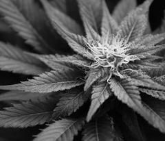 Cannabis : les magistrats font tourner
