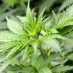Le Costa Rica autorise la production et la consommation du cannabis médicinal