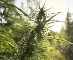 Cannabis : le Conseil constitutionnel précise la définition des stupéfiants et donne de l’espoir à la filière CBD