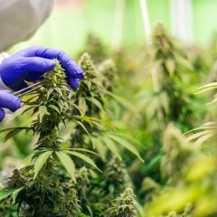 La culture et la production de cannabis médical autorisées en France