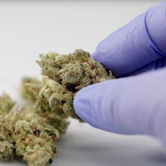 Les médecins new-yorkais peuvent désormais prescrire du cannabis médical pour toute pathologie