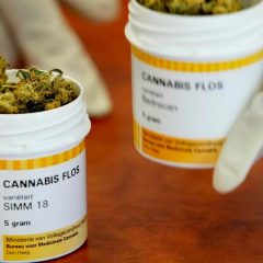 5 ans de légalisation du cannabis médical en Allemagne : quel bilan ?
