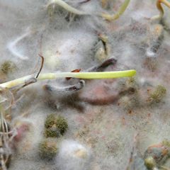 Luxembourg : le cannabis illégal contaminé aux mycotoxines