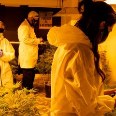 Argentine : les ONG autorisées à cultiver du cannabis pour 150 patients