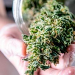 Le cannabis médical sera vendu en pharmacie en Grèce dès 2022