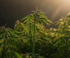 Espagne : La légalisation du cannabis à des fins thérapeutiques bientôt adoptée ?