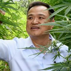 Le ministre thaïlandais de la santé prévoit d’offrir 1 million de plants de cannabis aux citoyens