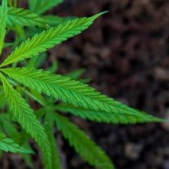 Cannabis thérapeutique : «ses propriétés anticancéreuses ont été clairement démontrées chez l’homme»