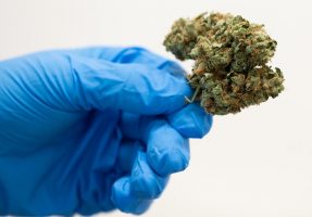 La Suisse lève l’interdiction du cannabis à usage médical
