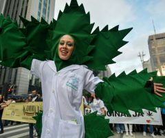 Brésil : un tribunal autorise trois patients à cultiver du cannabis à usage médical