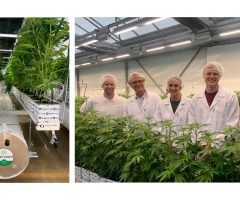 Overseed lance la première culture de cannabis médical en France