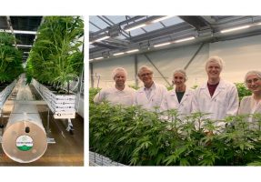 Overseed lance la première culture de cannabis médical en France