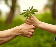 Pourquoi le cannabis peut rendre le monde meilleur