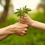 Pourquoi le cannabis peut rendre le monde meilleur