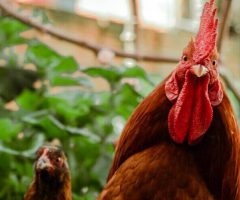 Du cannabis pour les poulets: la dernière révolution à la ferme?