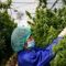 Etats-Unis : Le projet de loi « DANK Cannabis Research » déposé au Congrès