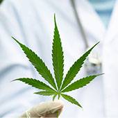Culture en France du cannabis médical : fin des travaux du comité scientifique temporaire