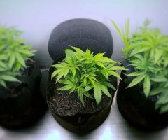 New York autorise l’autoculture de cannabis à usage médical