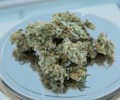 Santé France Cannabis préconise de « prévoir le report » de la légalisation du cannabis médical d’un an