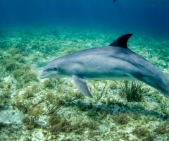 Une étude sur les dauphins identifie un endocannabinoïde inconnu jusqu’à ce jour