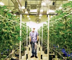 Le Québec va lancer un projet pilote de « petits lots » pour les microproducteurs de cannabis