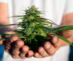 Statistique Canada publie de nouvelles données sur la culture de cannabis à domicile au Canada