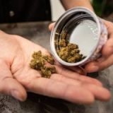 Les temps chanvreCannabis : le Conseil d’Etat dit weed aux fleurs chargées en CBD