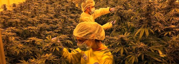 L’armée italienne veut produire 700 kilos de cannabis en 2023