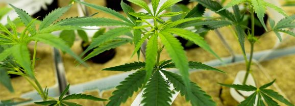 LaFleur importe 500 boutures de Cannabis