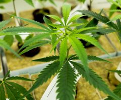 LaFleur importe 500 boutures de Cannabis