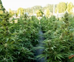 Royal Queen Seeds lance les premières graines hybrides F1 sur le marché du cannabis