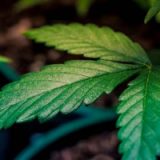 Étude : la légalisation du cannabis n’augmente pas des psychoses