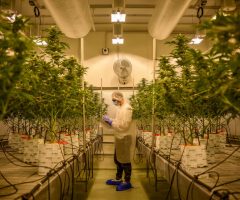 Cannabis médical : «Les questions liées aux produits et à leur fourniture n’ont toujours pas été réglées»